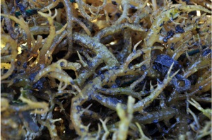 seaweeds-disease2